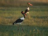 Africa 230 : Africa, Animal, Bird, Botswana, Mombo, Okavango, Saddle-billed Stork